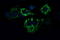 Acetyl-CoA Acyltransferase 2 antibody, LS-C338069, Lifespan Biosciences, Immunofluorescence image 