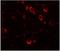 Cardiomyopathy Associated 5 antibody, NBP1-77117, Novus Biologicals, Immunofluorescence image 