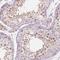 Protein SOX-15 antibody, NBP2-38101, Novus Biologicals, Immunohistochemistry frozen image 