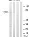 Zinc Finger Protein 875 antibody, PA5-38574, Invitrogen Antibodies, Western Blot image 