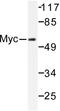 c-Myc antibody, AP06239PU-N, Origene, Western Blot image 