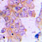 Sterol O-Acyltransferase 1 antibody, LS-C351787, Lifespan Biosciences, Immunohistochemistry frozen image 