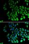 Piwi Like RNA-Mediated Gene Silencing 1 antibody, LS-C335209, Lifespan Biosciences, Immunofluorescence image 