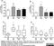 Interleukin 1 Beta antibody, AHP423, Bio-Rad (formerly AbD Serotec) , Enzyme Linked Immunosorbent Assay image 