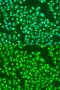 Integrin Subunit Alpha 2 antibody, GTX35237, GeneTex, Immunocytochemistry image 