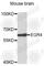 Early Growth Response 4 antibody, A2910, ABclonal Technology, Western Blot image 