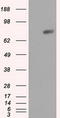 RalA-binding protein 1 antibody, LS-C115008, Lifespan Biosciences, Western Blot image 