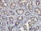 Oxidative Stress Responsive Kinase 1 antibody, LS-C133615, Lifespan Biosciences, Immunohistochemistry paraffin image 