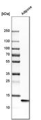 Fatty Acid Binding Protein 4 antibody, HPA002188, Atlas Antibodies, Western Blot image 