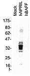 CD256 antibody, ALX-804-149-C100, Enzo Life Sciences, Western Blot image 