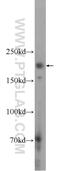 Meiosis Regulator And MRNA Stability Factor 1 antibody, 25233-1-AP, Proteintech Group, Western Blot image 