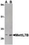 Methyltransferase Like 7B antibody, PA5-20637, Invitrogen Antibodies, Western Blot image 