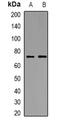 Serine/threonine-protein kinase ICK antibody, orb382469, Biorbyt, Western Blot image 
