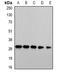 Proteasome subunit alpha type-4 antibody, orb340843, Biorbyt, Western Blot image 