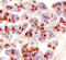 Serine Protease 3 antibody, MAB3565, R&D Systems, Immunohistochemistry frozen image 