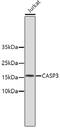 Active caspase-3 antibody, 13-887, ProSci, Western Blot image 
