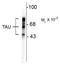 PHF-tau antibody, AP32982SU-N, Origene, Western Blot image 