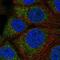 Queuine TRNA-Ribosyltransferase Catalytic Subunit 1 antibody, HPA042695, Atlas Antibodies, Immunocytochemistry image 