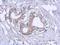 Ribosomal Protein L12 antibody, NBP2-20211, Novus Biologicals, Immunohistochemistry paraffin image 
