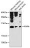 E3 ubiquitin ligase RNF4 antibody, 14-233, ProSci, Western Blot image 