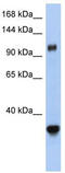 Exportin 5 antibody, TA342468, Origene, Western Blot image 