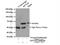 Karyopherin Subunit Alpha 5 antibody, 13963-1-AP, Proteintech Group, Immunoprecipitation image 