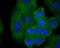 Chromosome 14 Open Reading Frame 93 antibody, NBP2-75425, Novus Biologicals, Immunofluorescence image 