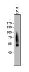 Dopamine Receptor D1 antibody, 711624, Invitrogen Antibodies, Western Blot image 