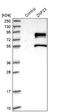 Zinc Finger Protein 23 antibody, NBP1-82867, Novus Biologicals, Western Blot image 