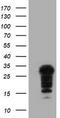 SSX Family Member 5 antibody, TA504385, Origene, Western Blot image 
