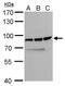 DEAD-Box Helicase 18 antibody, PA5-78269, Invitrogen Antibodies, Western Blot image 