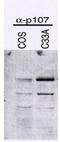 Retinoblastoma-like protein 1 antibody, AM05250PU-N, Origene, Western Blot image 