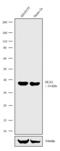 Distal-Less Homeobox 2 antibody, 702009, Invitrogen Antibodies, Western Blot image 