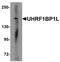 UHRF1 Binding Protein 1 Like antibody, PA5-72699, Invitrogen Antibodies, Western Blot image 