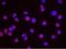 DNA replication licensing factor MCM2 antibody, NB100-2339, Novus Biologicals, Proximity Ligation Assay image 