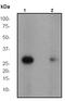 Cyclin-dependent kinase inhibitor 1B antibody, ab62364, Abcam, Western Blot image 