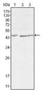 Dickkopf WNT Signaling Pathway Inhibitor 3 antibody, AM06401SU-N, Origene, Western Blot image 