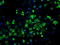 3-hydroxyacyl-CoA dehydrogenase type-2 antibody, TA500686, Origene, Immunofluorescence image 
