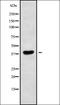 MAGE Family Member A10 antibody, orb337811, Biorbyt, Western Blot image 