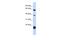 5-Hydroxytryptamine Receptor 3E antibody, A09183, Boster Biological Technology, Western Blot image 