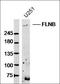 Filamin B antibody, orb156897, Biorbyt, Western Blot image 