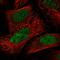 Poly(A) Polymerase Gamma antibody, HPA035349, Atlas Antibodies, Immunofluorescence image 