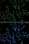 N-Acetyltransferase 10 antibody, LS-C346335, Lifespan Biosciences, Immunofluorescence image 