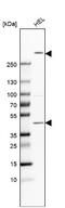 FRY Like Transcription Coactivator antibody, NBP1-94071, Novus Biologicals, Western Blot image 