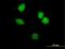 Homeobox A5 antibody, MA5-19104, Invitrogen Antibodies, Immunofluorescence image 