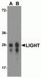 CD258 antibody, TA355115, Origene, Western Blot image 