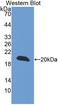 Protein CREG1 antibody, LS-C373848, Lifespan Biosciences, Western Blot image 