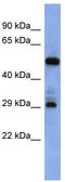 Folate Receptor Alpha antibody, TA346052, Origene, Western Blot image 