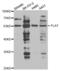 Plasminogen Activator, Tissue Type antibody, abx004325, Abbexa, Western Blot image 