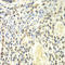 Proteasome subunit alpha type-4 antibody, LS-C332130, Lifespan Biosciences, Immunohistochemistry paraffin image 